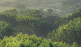 木林森在线观看